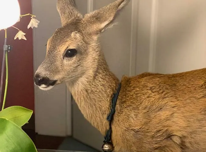 Itha's Secret Escape Langschlag (Gross Gerungs)