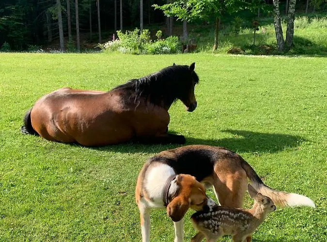 Itha's Secret Escape Appartamento